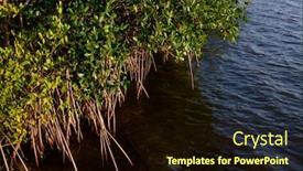  Presentation with florida - Slides enhanced with cluster-of-mangrove-trees-growing background and a wine colored foreground