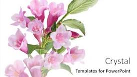  Presentation with pink white - Amazing slide set having cluster-of-pink-weigela-flower backdrop and a white colored foreground