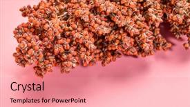 Presentation with sorghum - Theme featuring  background and a  colored foreground