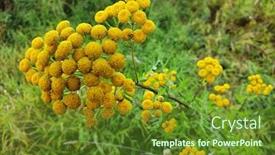  Presentation with flowers - PPT layouts with cluster-of-tansy-flowers-close background and a tawny brown colored foreground