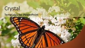  Presentation with butterfly - Slides having cluster of white flower background and a yellow colored foreground