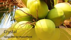  Presentation with palm tree - Audience pleasing presentation theme consisting of up hanging on palm tree backdrop and a gold colored foreground