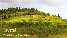  Presentation with wine green - Presentation design enhanced with clusters-of-ripe-sweet-grapes background and a tawny brown colored foreground