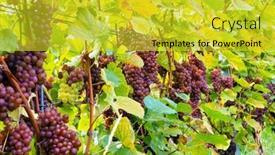  Presentation with wine green - Presentation theme having clusters-of-ripe-sweet-grapes background and a yellow colored foreground