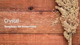  Presentation with sorghum - Slide set with clusters of ripe white sorghum background and a coral colored foreground