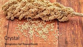  Presentation with sorghum - PPT theme featuring clusters of ripe white sorghum background and a coral colored foreground
