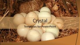  Presentation with free - PPT theme consisting of clutch of free range chicken background and a yellow colored foreground