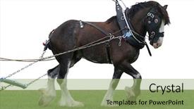  Presentation with clydesdale - PPT layouts featuring clydesdales - clydesdale in harness with clipping background and a seafoam green colored foreground