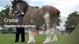 Presentation with clydesdale - PPT theme with clydesdales - clydesdale with collar and long background and a dark gray colored foreground