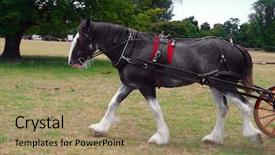  Presentation with clydesdale - Audience pleasing presentation design consisting of clydesdales - roan clydesdale striding backdrop and a coral colored foreground