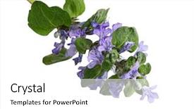  Presentation with wild flower - Slide deck with bugle - bugleweed wild flower isolated background and a  colored foreground