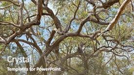  Presentation with eucalyptus australia - Audience pleasing theme consisting of coast region of south australia backdrop and a tawny brown colored foreground