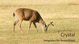  Presentation with coastal - Presentation design having coastal-black-tailed-deer-odocoilus background and a yellow colored foreground