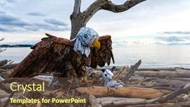  Presentation with lagoon - Cool new presentation design with coastal-driftwood-art-from-esquimalt backdrop and a tawny brown colored foreground