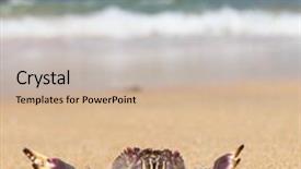  Presentation with coastal - Presentation theme enhanced with coastal threats - cute animal on the shore background and a  colored foreground