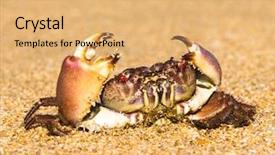  Presentation with coastal - Audience pleasing presentation theme consisting of coastal threats - funny crab on the shore backdrop and a  colored foreground