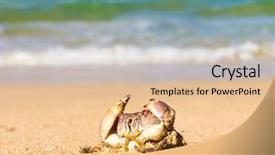  Presentation with coastal - Slides enhanced with coastal threats - funny crab on the shore background and a lemonade colored foreground