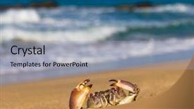  Presentation with crab and shells - Cool new PPT theme with coastal threats - funny crab seafood posing backdrop and a light gray colored foreground
