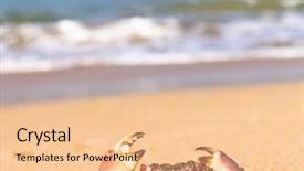  Presentation with crab - PPT theme featuring coastal threats - menacing eyes funny crab background and a coral colored foreground