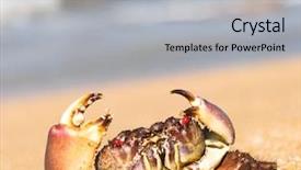  Presentation with blue eyes technology eye scan - Amazing presentation theme having coastal threats - menacing eyes seafood posing backdrop and a  colored foreground