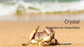  Presentation with active threat - Beautiful PPT layouts featuring coastal threats - pure threat funny crab backdrop and a coral colored foreground