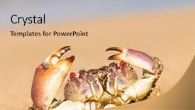  Presentation with active threat - PPT theme with coastal threats - pure threat funny crab background and a lemonade colored foreground