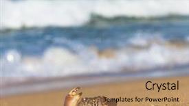  Presentation with alien - Audience pleasing PPT layouts consisting of coastal threats - seafood posing alien creature backdrop and a  colored foreground