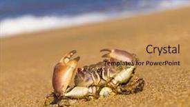  Presentation with seafood - PPT theme enhanced with coastal threats - seafood posing pure threat background and a gold colored foreground