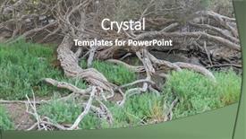  Presentation with butler - PPT theme with bending twisting tree trunk branch background and a seafoam green colored foreground