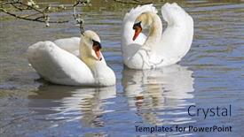  Presentation with pond - Beautiful theme featuring cob and pen courting in a pond before mating backdrop and a seafoam green colored foreground