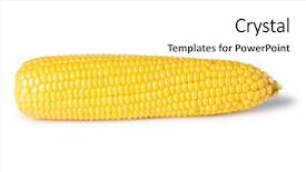  Presentation with corn cob - Amazing slides having cob corn isolated on white backdrop and a  colored foreground