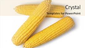  Presentation with corn cob - Theme consisting of cob corn isolated on white background and a  colored foreground
