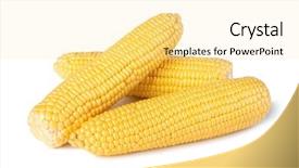  Presentation with corn cob - Amazing PPT theme having cob corn isolated on white backdrop and a blonde colored foreground