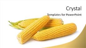  Presentation with corn cob - Audience pleasing PPT theme consisting of cob corn isolated on white backdrop and a white colored foreground