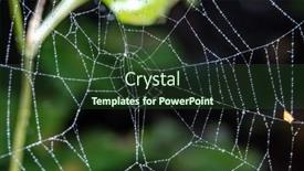  Presentation with water drop - Audience pleasing slide deck consisting of cobweb-spiderweb-with-water-drop backdrop and a tawny brown colored foreground