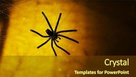  Presentation with spider - Beautiful presentation design featuring spidervenom - cobweb with spider on colorful backdrop and a  colored foreground