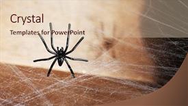  Presentation with spider - Presentation theme enhanced with spidervenom - cobweb with spider on wooden background and a  colored foreground