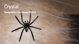  Presentation with spider - Colorful theme enhanced with spidervenom - cobweb with spider on wooden backdrop and a  colored foreground