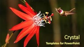  Presentation with costa rica - Presentation theme featuring coccinea with hummingbird costa rica background and a wine colored foreground