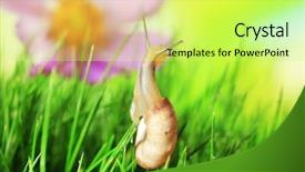  Presentation with green chemistry close up - Presentation consisting of cochlea - beautiful snail on green grass background and a yellow colored foreground