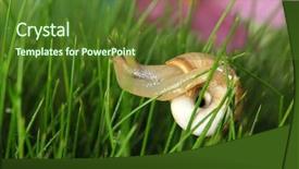  Presentation with green chemistry close up - Colorful presentation theme enhanced with cochlea - beautiful snail on green grass backdrop and a tawny brown colored foreground
