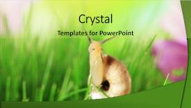  Presentation with beautiful green - Audience pleasing slide deck consisting of cochlea - beautiful snail on green grass backdrop and a yellow colored foreground