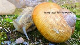  Presentation with snail - Cool new slides with cochlea - garden snail in the grass backdrop and a lemonade colored foreground