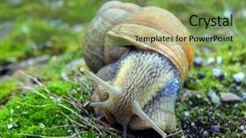  Presentation with snail - Beautiful PPT theme featuring cochlea - garden snail in the grass backdrop and a seafoam green colored foreground