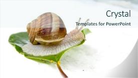  Presentation with snail - Amazing PPT layouts having cochlea - garden snail on a leaf backdrop and a sky blue colored foreground