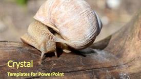  Presentation with snail - Theme having cochlea - snail creeps on a tree background and a tawny brown colored foreground