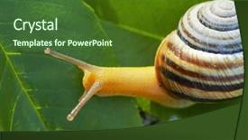  Presentation with neem leaf - Slide set with cochlea - snail on a leaf background and a forest green colored foreground