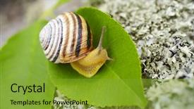  Presentation with leaf pathogen - Cool new presentation with cochlea - snail on a leaf backdrop and a gold colored foreground