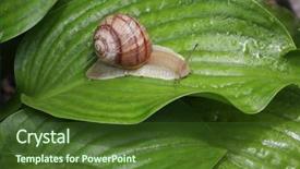 Presentation with snail - Theme with cochlea - snail on green nature leaf background and a tawny brown colored foreground