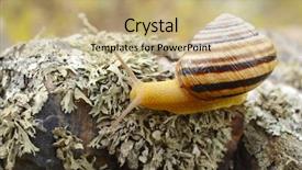  Presentation with snail - Slides featuring cochlea - snail background and a coral colored foreground